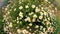 Daisies sway in the wind. Field of beautiful summer camomile closeup Wide angle top view