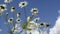 Daisies swaying in the wind. A Bush of daisies on a background of blue sky and white clouds. Wild herbs and flowers