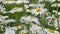 Daisies Swaying in the Wind, Summer Nature Meadow Flowers