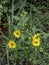 Daisies in the undergrowth