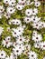 Daisies in vertical