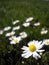 Daisies - vertical