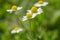 Daisies vintage background, closeup of daisy flower at sunyday