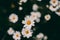 Daisies vintage background. Closeup of daisy flower in vintage style. Somber daisy flowers. Vintage flower texture and background