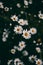 Daisies vintage background. Closeup of daisy flower in vintage style. Somber daisy flowers. Vintage flower texture and background