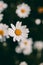 Daisies vintage background. Closeup of daisy flower in vintage style. Somber daisy flowers. Vintage flower texture and background