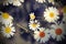 Daisies vintage view