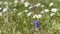 Daisies and violets in the garden, late winter, early spring