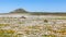 Daisies in the West Coast National Park