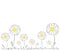 Daisies on white background