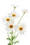 Daisies on white background