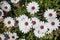 Daisies of a white color in the garden