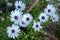 Daisies of a white color in the garden