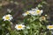 Daisies white funny