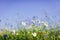 Daisies and wild flowers on grassy meadow at sunset