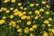 Daisies wild flowers yellow color field, background
