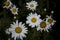 Daisies withering in the garden