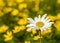 A daisy amongst a field of yellow flowers.