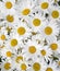 Daisy background