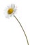 Daisy - Bellis perennis