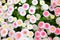 Daisy - Bellis perennis