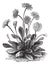 Daisy or Bellis perennis, vintage engraving