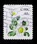 Daisy - Bellis perennis, Wild Flowers Definitives 2004-2011 serie, circa 2004