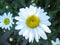 Daisy Blooming