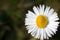 Daisy blossom with pollen in a very closeup macro