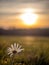 Daisy blossom, spider web and sunset sun flares. Amazing white wild flower