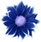Daisy blue.. Flower on  isolated  white background with clipping path without shadows. Close-up. For design.