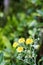 Daisy bush, Brachyglottis greyi