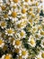 Daisy camomile flower. Camomile daisy flowers, field flowers, chamomile flowers, summer Sunny day