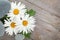 Daisy camomile flower and sea stones