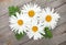 Daisy camomile flowers on wooden background