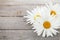 Daisy camomile flowers on wooden table background