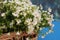 Daisy Camomile Fowers Wooden Garden Table blue Background. flower Bouquet Arrangement composition gift