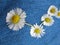 Daisy chain