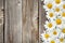 Daisy chamomile flowers on wood