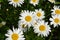 Daisy, chamomile. Matricaria. Perennial flowering plant of the Asteraceae family