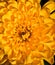 Daisy chrysanthemums yellow flower closeup