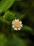 Daisy Close Up On Green Background