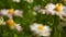 Daisy. Daisies flowers. Full HD with motorized slider. 1080p.