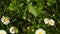 Daisy. Daisies flowers wildflowers as nature background