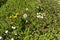 Daisy, dead nettle, and dandelion with flower and balloon