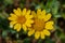 Daisy. The diploid daisy is a herbaceous plant of the Asteraceae family, very common in the meadows of the Italian peninsula.