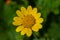 Daisy. The diploid daisy is a herbaceous plant of the Asteraceae family, very common in the meadows of the Italian peninsula.