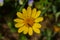 Daisy. The diploid daisy is a herbaceous plant of the Asteraceae family, very common in the meadows of the Italian peninsula.