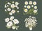 Daisy Dream - Whimsical Floral Illustration