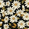 Daisy Dreams Floral Pattern Magic